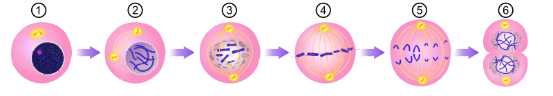 File:Mitosis Stages - Numerical version.svg