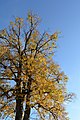 * Nomination Large-leaved linden next to Bodenbauerweg 1, Mitterbach, Lower Austria --Uoaei1 06:32, 16 December 2020 (UTC) * Promotion  Support Good quality. --Ermell 06:46, 16 December 2020 (UTC)