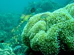 Moalboal Coral Reef.jpg