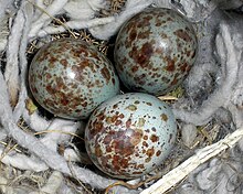 Eggs in a nest Mocking Bird eggs.JPG