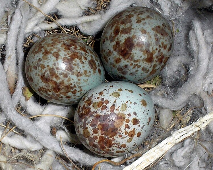 File:Mocking Bird eggs.JPG