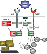 June 26: interaction between the proteins reelin and LIS1