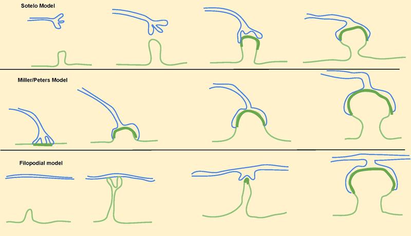 File:Models for synaptogenesis.pdf