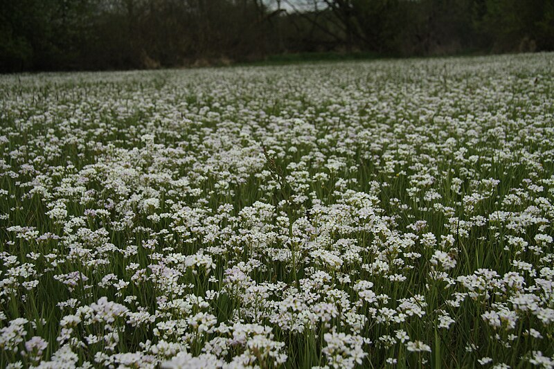 File:Mokriny u Vomacku in spring 2011 (9).JPG