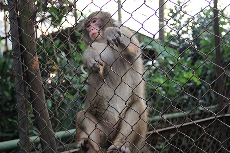 File:Monkey in the cage.jpg