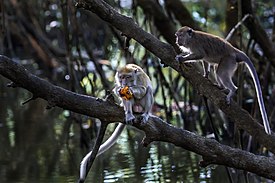Monyet Ekor Panjang Hutan Mangrove Angke