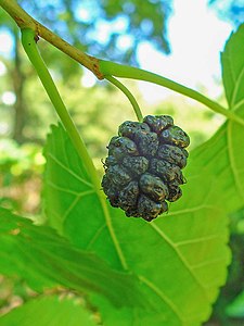 Morus nigra Fruit