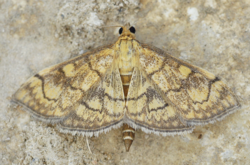 Moth image.png