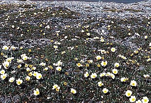 Paléoclimat Dryas