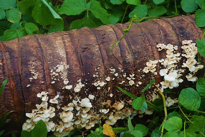 File:Mushroom in Coconut trunk.jpg