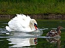 Seite 14: File:Mute_Swan_attacking_Mallard_Family_(7617017146).jpg (http://www.flickr.com/photos/nottsexminer/7617017146/) Autor: Flickr-User Nottsexminer (https://www.flickr.com/people/25443598@N06) Lizenz: CC BY-SA 2.0