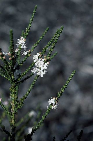 <i>Myoporum cordifolium</i> Species of shrub