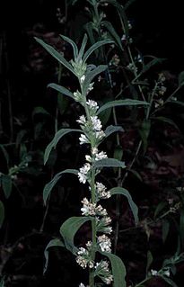 <i>Myoporum velutinum</i> Species of flowering plant