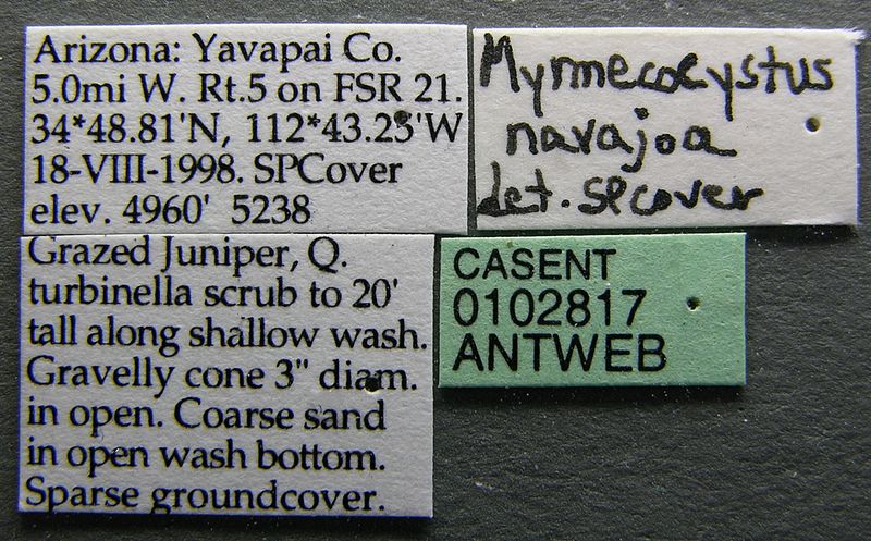 File:Myrmecocystus navajo casent0102817 label 1.jpg
