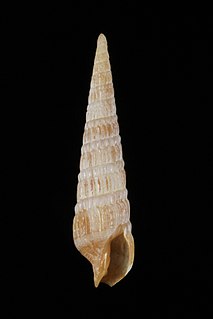 <i>Myurellopsis columellaris</i> Species of gastropod