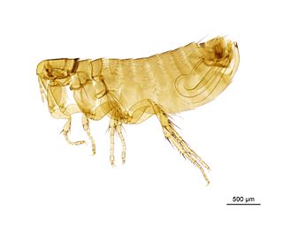 <i>Ceratophyllus columbae</i> Species of flea