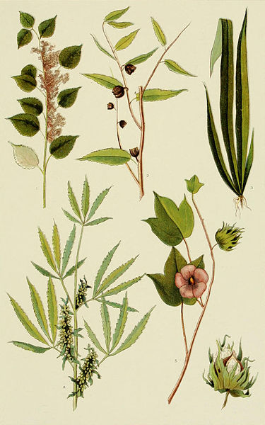 File:NIE 1905 Hemp - Fibre Plants.jpg
