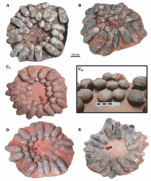 File:Nanxiong Formation egg clutches.png