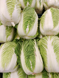 Napa cabbage