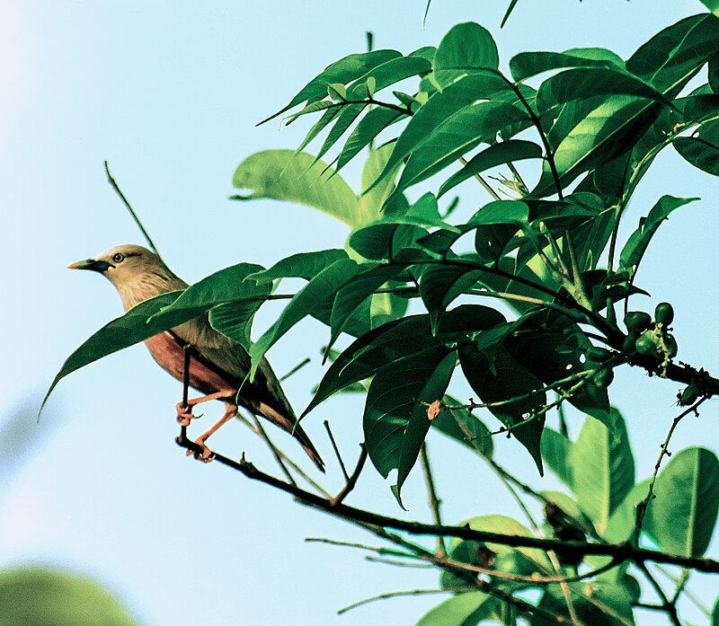 Parakeet Bird, Bangladesh.