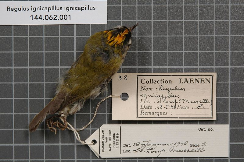 File:Naturalis Biodiversity Center - RMNH.AVES.13642 1 - Regulus ignicapillus ignicapillus (Temminck, 1820) - Sylviidae - bird skin specimen.jpeg