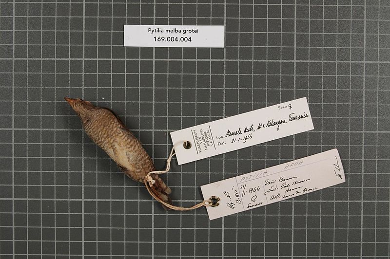 File:Naturalis Biodiversity Center - RMNH.AVES.44581 2 - Pytilia melba grotei Reichenow, 1919 - Estrildidae - bird skin specimen.jpeg