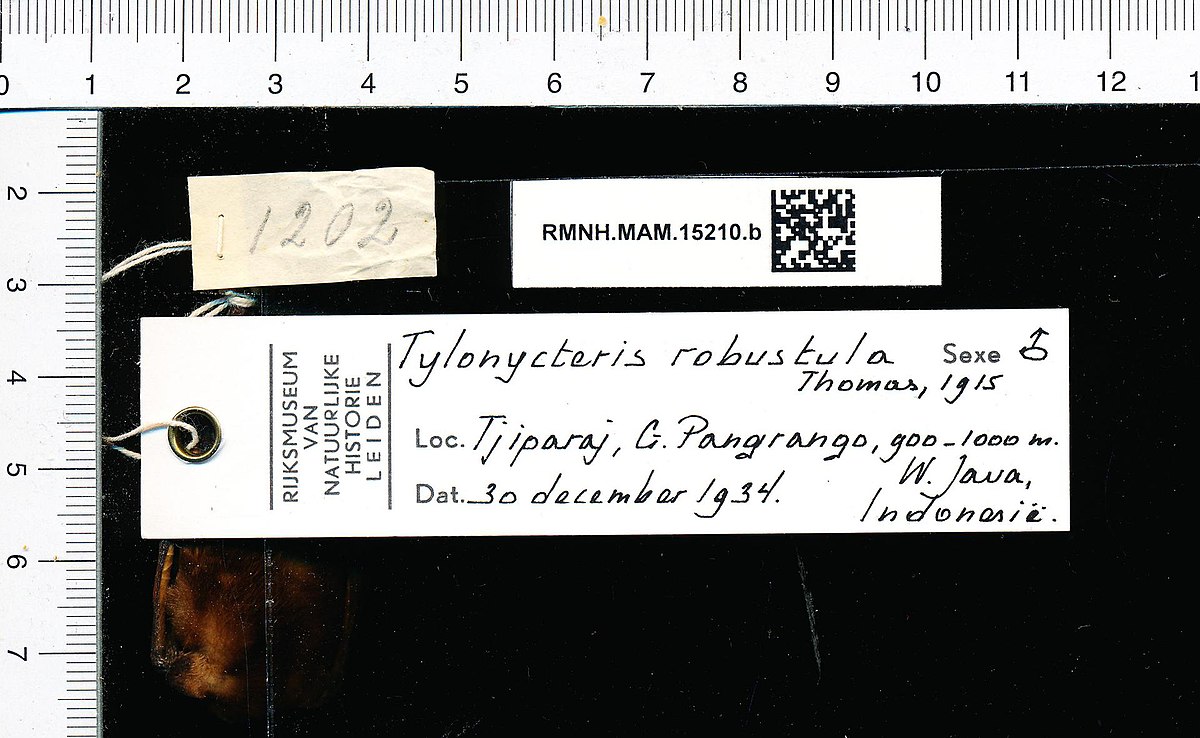 1200px-Naturalis_Biodiversity_Center_-_RMNH.MAM.15210.b_gen_-_Tylonycteris_robustula_-_skin.jpeg