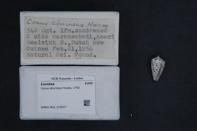 File:Naturalis Biodiversity Center - RMNH.MOL.219927 1 - Conus eburneus Hwass, 1792 - Conidae - Mollusc shell.jpeg