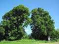 image=https://commons.wikimedia.org/wiki/File:Naturdenkmal_Landkreis_Kassel_6.33.273_2017-05-26_a.JPG