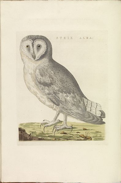 File:Nederlandsche vogelen (KB) - Tyto alba alba (374b).jpg