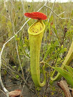 <i>Nepenthes tenax</i> Species of pitcher plant from Australia