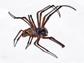 <i>Nephila sumptuosa</i> Species of spider
