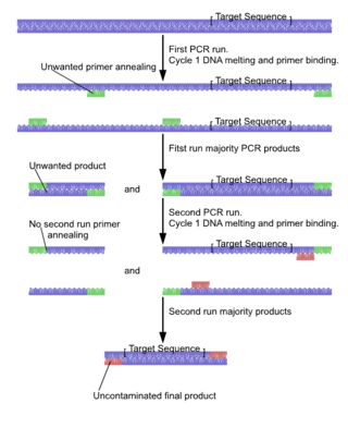<span class="mw-page-title-main">Nested polymerase chain reaction</span> Method of DNA replication