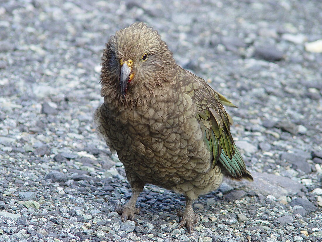 Kea