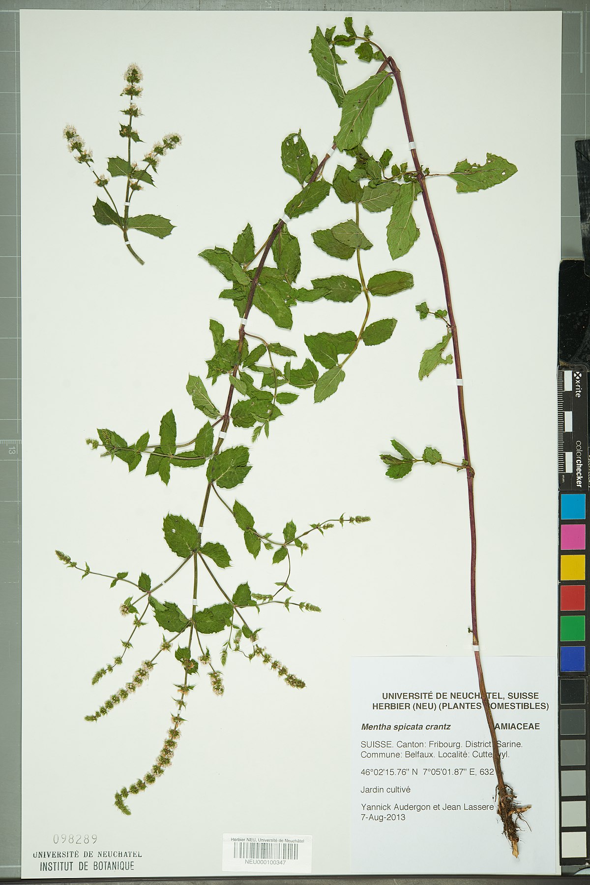 File:Neuchâtel Herbarium - Mentha - - Wikimedia Commons