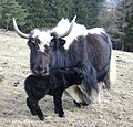 Yakkuh mit neugeborenem Kalb