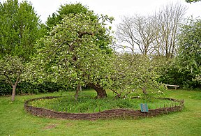 Newton's apple tree (34681046425).jpg