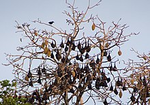 Ngezi forest-Bats.jpg