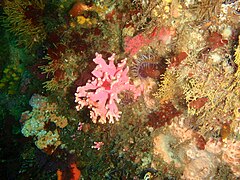 Noble coral at Sunfish Pinnacle