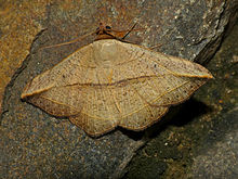 Noctuid Moth (Hypopyra sp.?) (12951570033) .jpg