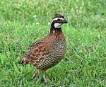 Northern-bob-white-quail-tn1.jpg