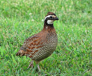 <span class="mw-page-title-main">New World quail</span> Family of birds