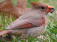 Cardinal