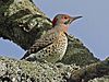 Northern Flicker male Yellow-shafted RWD.jpg