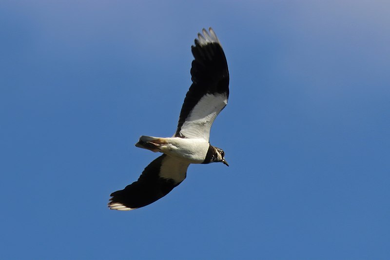 File:Northern lapwing (Vanellus vanellus) in flight France.jpg