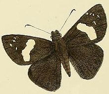 Notocrypta feisthamelii alysos1.JPG