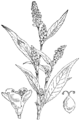 Persicaria maculosa Navadni drêsen plate 299 in: Martin Cilenšek: Naše škodljive rastline Celovec (1892)