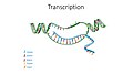 Nucleic acids - Transcription - Adenin Guanin Cytosin Thymin Uracil
