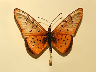 <i>Acraea pseudegina</i> Species of butterfly