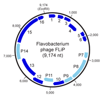 Genome organization of Flavobacterium phage FLiP. OSD.Finnlake.Fig2.v3-FLiP-Genome.png